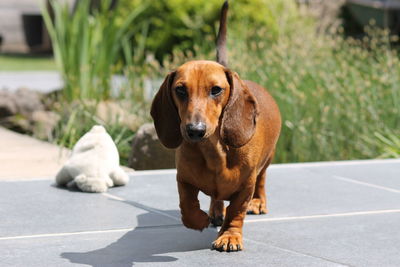 Portrait of dachshund walking on footpath