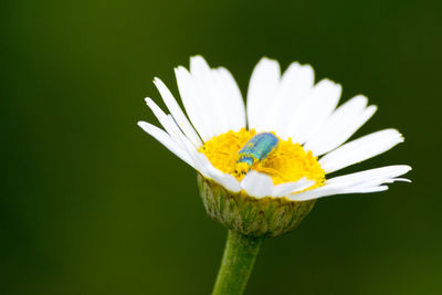 Close-up of insect on yellow flower