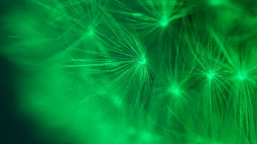 Full frame shot of dandelion on white background