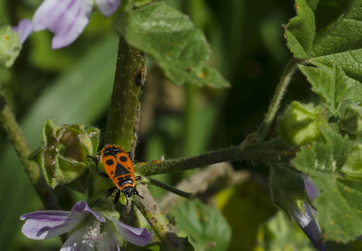 Close-up of insect on plant