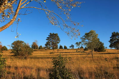 Trees on field against clear blue sky