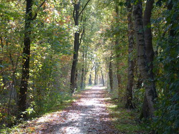 Road amidst trees in forest