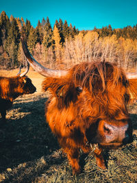 Highland cattle in autumn