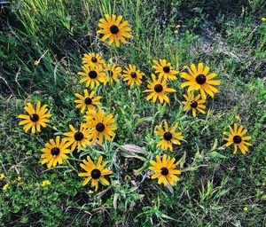 High angle view of yellow flowers blooming on field