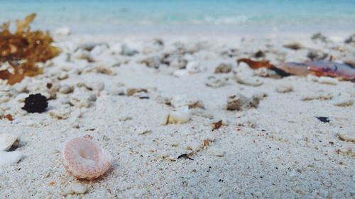 Close-up of seashells on beach