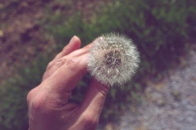 Close-up of hand holding dandelion flower