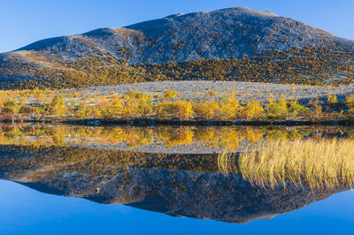 Reflection of autumn trees in a small lake. rondane national park, norway, europe autumn colors