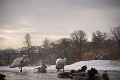 Birds on lake against sky during winter