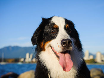 Close-up of dog sticking out tongue against sky