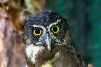 Close-up portrait of owl