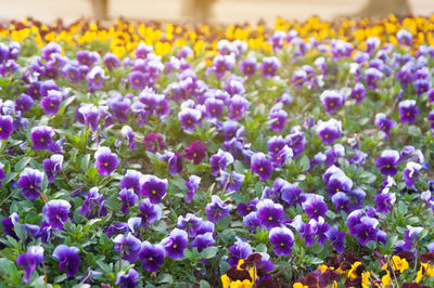 Close-up of purple flowering plants