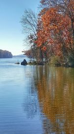 Reflection of trees in water