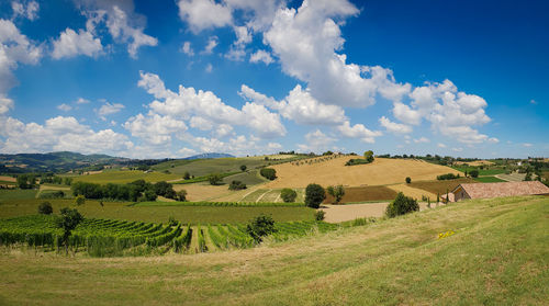 Scenic view of agricultural field against sky