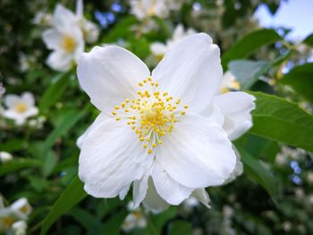 Close-up of flower blooming outdoors