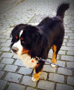 Dog standing on footpath