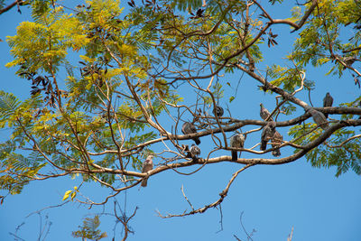 Low angle view of bird perching on tree against sky