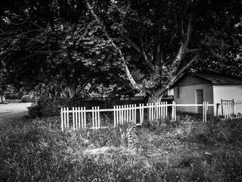 Trees on grassy field