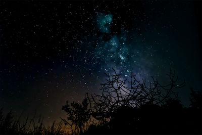 Low angle view of silhouette trees against sky at night