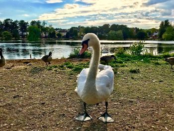 Swan on a lake