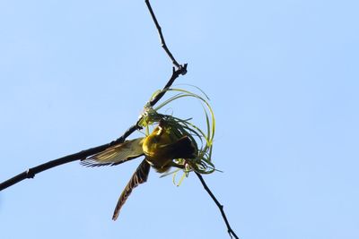 Low angle view of insect on plant against clear sky