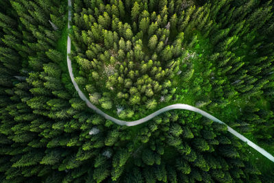 Aerial view of trees in forest