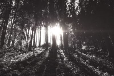 Low angle view of trees against sky