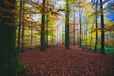 Trees in forest during autumn