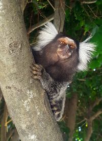Low angle view of monkey on tree