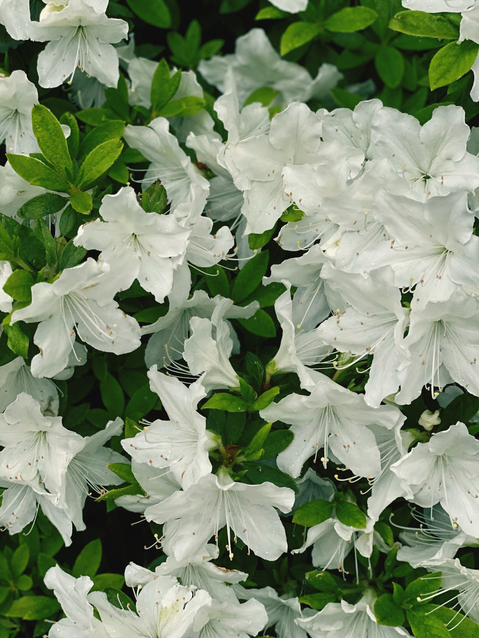 CLOSE-UP OF WHITE FLOWERING PLANTS
