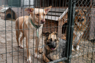 Dog waiting for adoption in animal shelter. homeless dog in the shelter. stray animals concept.