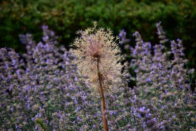 Close-up of thistle flowers