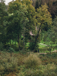 Trees in forest