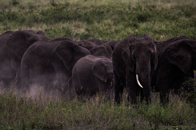 Horse grazing on field