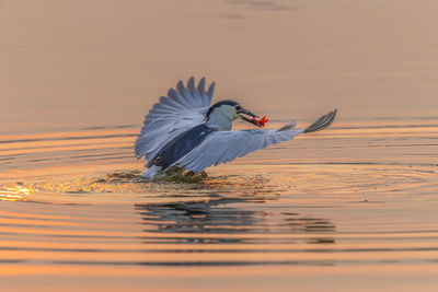 Night herons take off with fish in their mouths