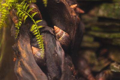 Close-up of snail on rock