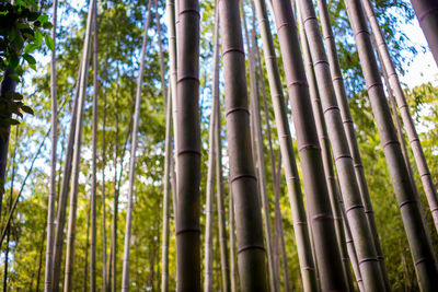 Low angle view of bamboo trees in forest