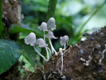 Close-up of white flowering plant on land