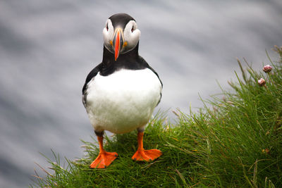 Close-up of bird perching on a field