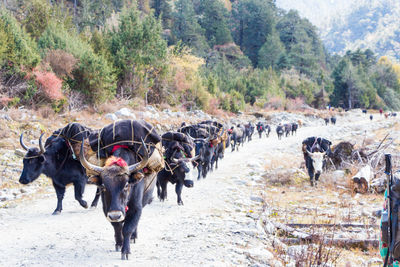 View of horses walking on road