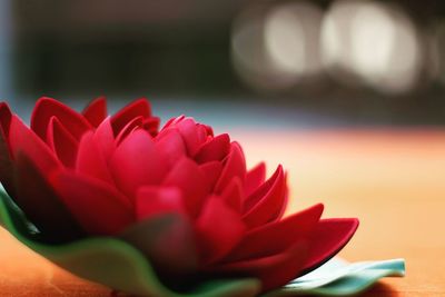 Close-up of red flower