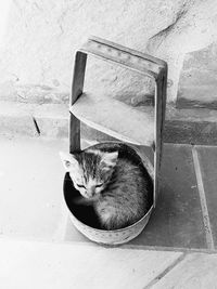 Cat sitting on floor