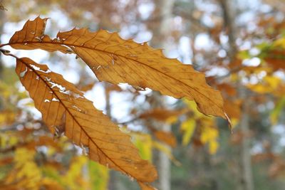 Close-up of maple leaves against blurred background