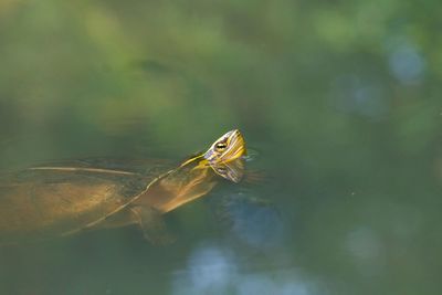 Turtle in pond