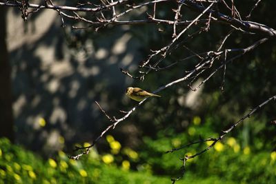 Close-up of bird perching on branch