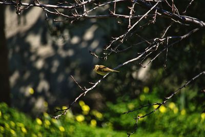 Close-up of bird perching on branch