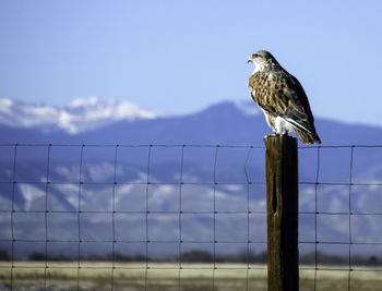 Hawk perching on wooden post against sky