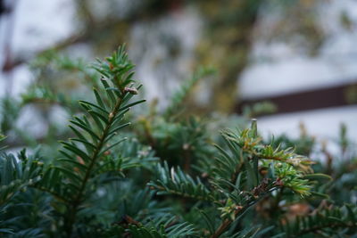 Close-up of fresh green plant