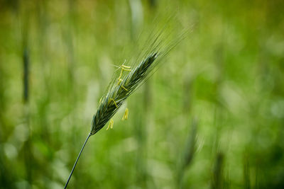 Close-up of insect on plant