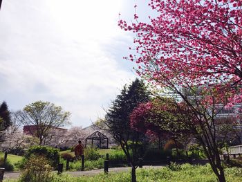 Pink flowers in park