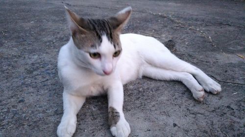 High angle view of cat relaxing outdoors